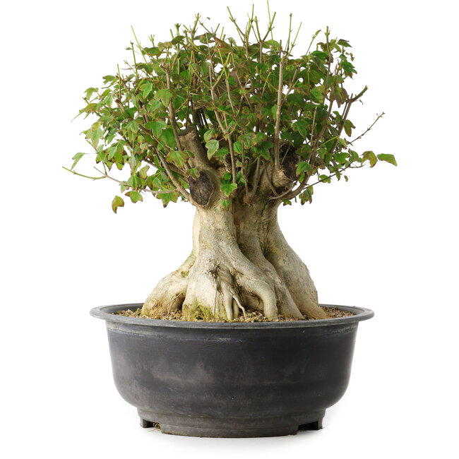 Acer buergerianum, 36,5 cm, ± 35 years old, with a nebari of 19 cm