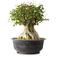 Acer buergerianum, 36,5 cm, ± 35 años, con un nebari de 19 cm