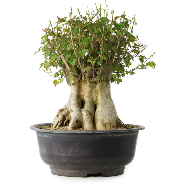 Acer buergerianum, 36,5 cm, ± 35 Jahre alt, mit einem Nebari von 19 cm