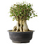 Acer buergerianum, 36,5 cm, ± 35 años, con un nebari de 19 cm