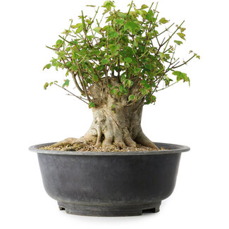Acer buergerianum, 31 cm, ± 35 años