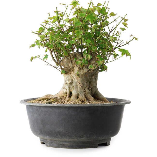 Acer buergerianum, 31 cm, ± 35 jaar oud, met een nebari van 22,5 cm