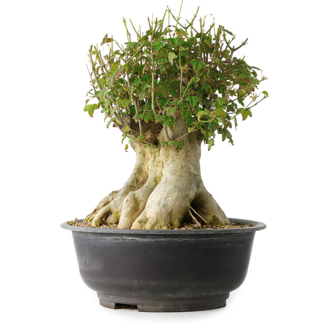 Acer buergerianum, 36,5 cm, ± 35 Jahre alt, mit einem Nebari von 19 cm