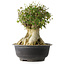 Acer buergerianum, 36,5 cm, ± 35 años, con un nebari de 19 cm