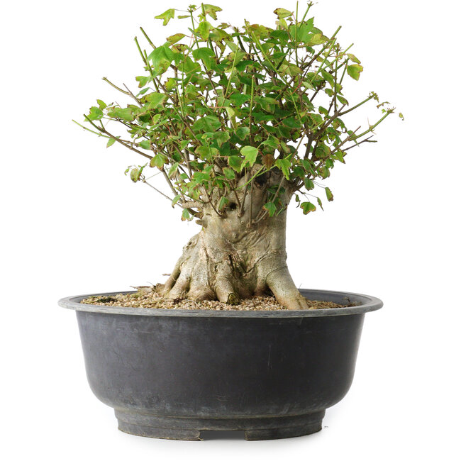 Acer buergerianum, 31 cm, ± 35 anni, con un nebari di 22,5 cm