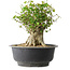 Acer buergerianum, 31 cm, ± 35 jaar oud, met een nebari van 22,5 cm