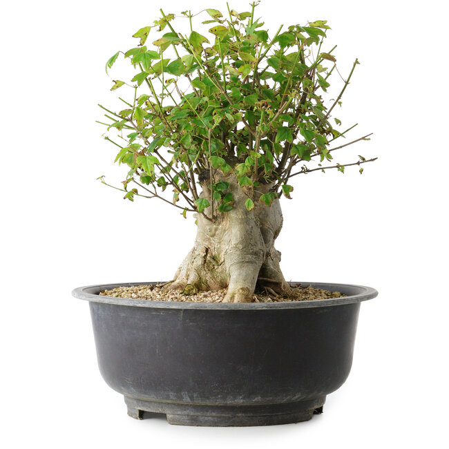 Acer buergerianum, 31 cm, ± 35 años, con un nebari de 22,5 cm