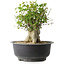 Acer buergerianum, 31 cm, ± 35 jaar oud, met een nebari van 22,5 cm