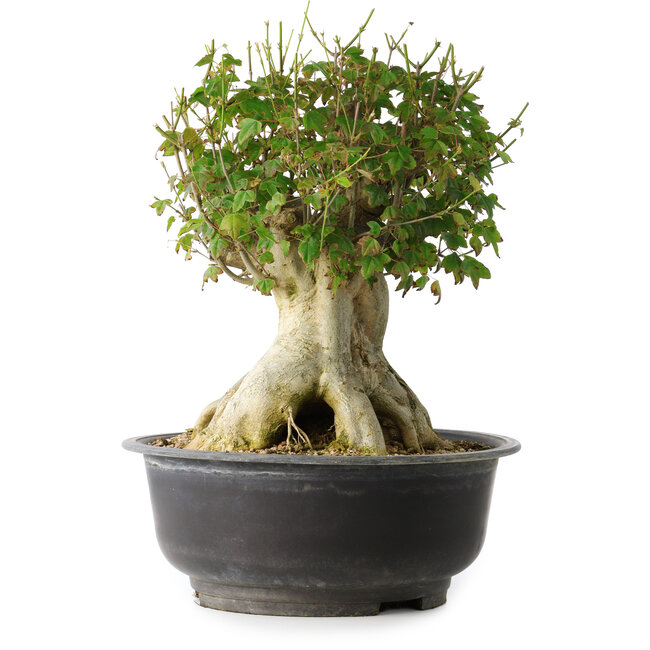 Acer buergerianum, 36,5 cm, ± 35 years old, with a nebari of 19 cm