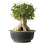 Acer buergerianum, 36,5 cm, ± 35 años, con un nebari de 19 cm
