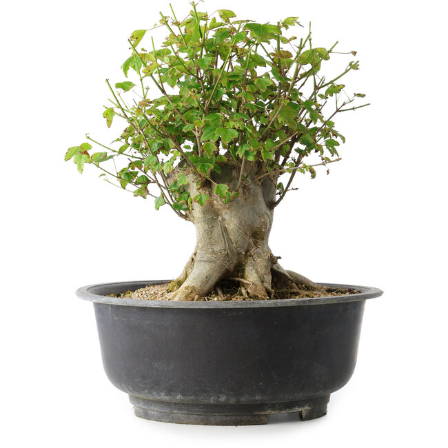 Acer buergerianum, 31 cm, ± 35 jaar oud, met een nebari van 22,5 cm