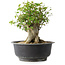 Acer buergerianum, 31 cm, ± 35 jaar oud, met een nebari van 22,5 cm