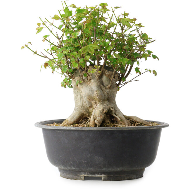 Acer buergerianum, 31 cm, ± 35 años, con un nebari de 22,5 cm