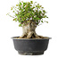 Acer buergerianum, 31 cm, ± 35 jaar oud, met een nebari van 22,5 cm