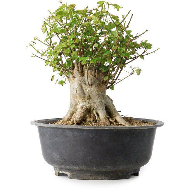 Acer buergerianum, 31 cm, ± 35 Jahre alt, mit einem Nebari von 22,5 cm