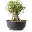 Acer buergerianum, 31 cm, ± 35 jaar oud, met een nebari van 22,5 cm