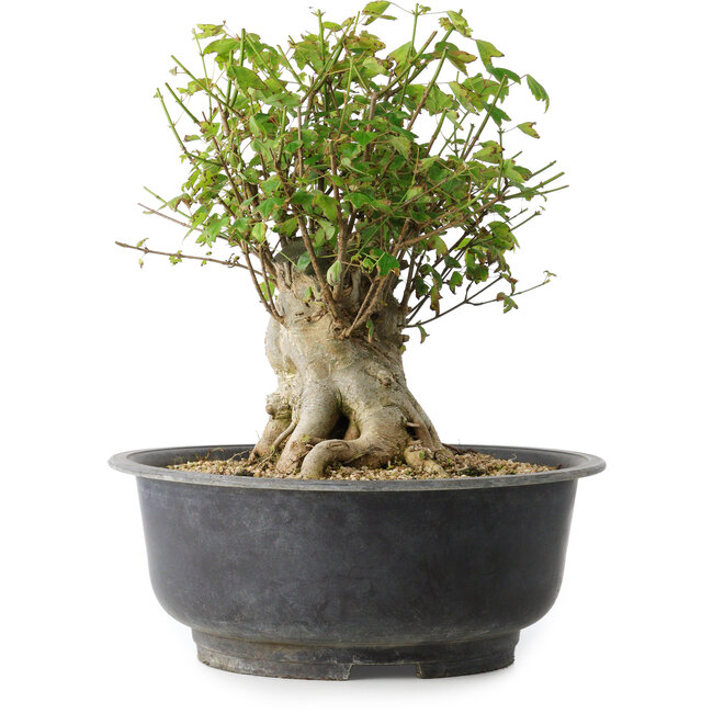 Acer buergerianum, 31 cm, ± 35 jaar oud, met een nebari van 22,5 cm