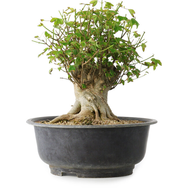 Acer buergerianum, 31 cm, ± 35 ans, avec un nebari de 22,5 cm