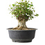 Acer buergerianum, 31 cm, ± 35 jaar oud, met een nebari van 22,5 cm