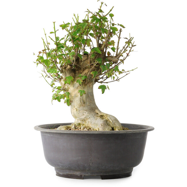 Acer buergerianum, 37 cm, ± 35 Jahre alt, mit einem Nebari von 19 cm