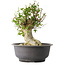 Acer buergerianum, 37 cm, ± 35 años, con un nebari de 19 cm