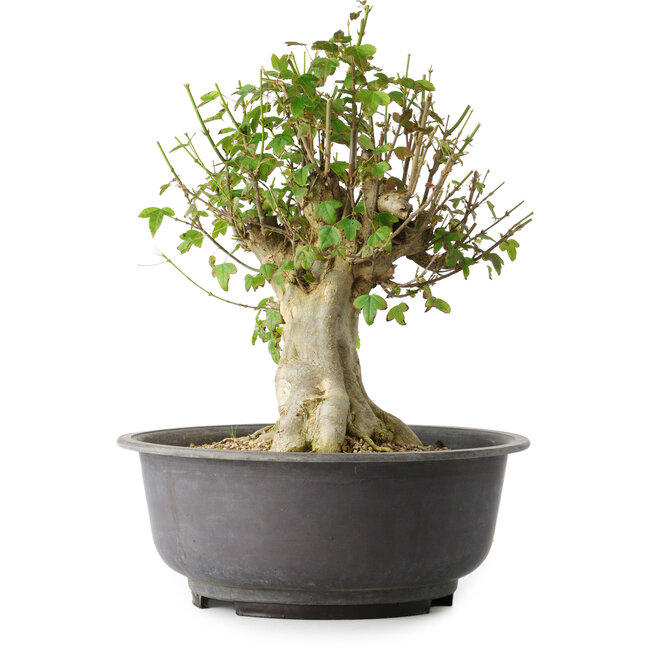 Acer buergerianum, 37 cm, ± 35 Jahre alt, mit einem Nebari von 19 cm