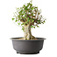 Acer buergerianum, 37 cm, ± 35 años, con un nebari de 19 cm