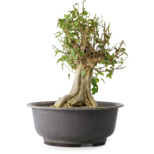 Acer buergerianum, 37 cm, ± 35 Jahre alt, mit einem Nebari von 19 cm