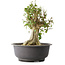 Acer buergerianum, 37 cm, ± 35 años, con un nebari de 19 cm