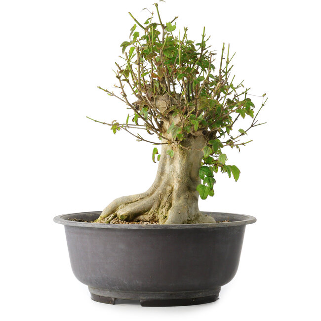 Acer buergerianum, 37 cm, ± 35 jaar oud, met een nebari van 19 cm