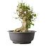 Acer buergerianum, 37 cm, ± 35 años, con un nebari de 19 cm