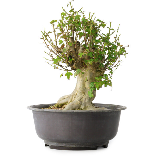 Acer buergerianum, 37 cm, ± 35 años, con un nebari de 19 cm