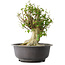Acer buergerianum, 37 cm, ± 35 años, con un nebari de 19 cm