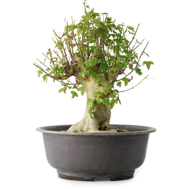 Acer buergerianum, 37 cm, ± 35 jaar oud, met een nebari van 19 cm