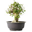 Acer buergerianum, 37 cm, ± 35 años, con un nebari de 19 cm
