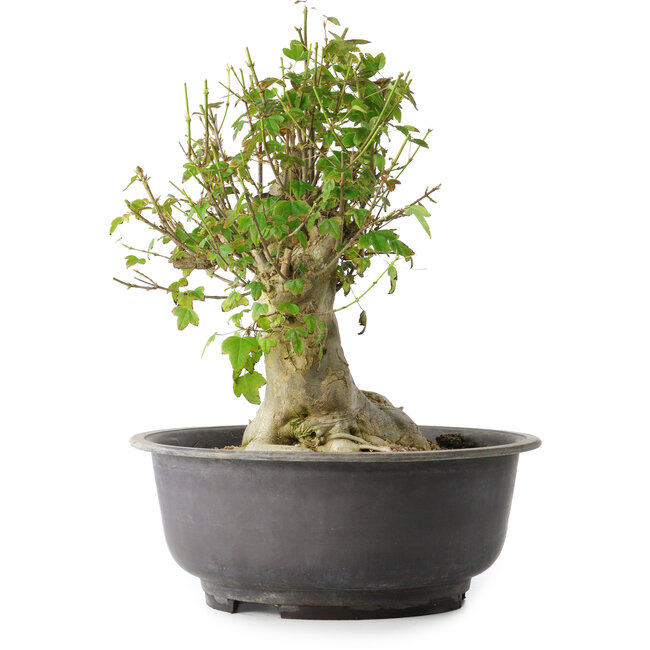 Acer buergerianum, 37 cm, ± 35 years old, with a nebari of 19 cm