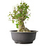 Acer buergerianum, 37 cm, ± 35 anni, con un nebari di 19 cm