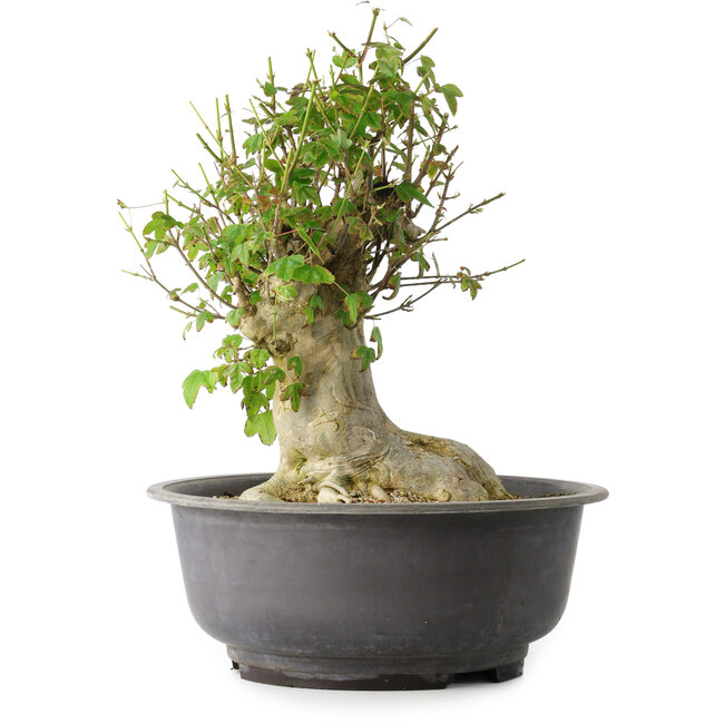 Acer buergerianum, 37 cm, ± 35 jaar oud, met een nebari van 19 cm