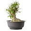 Acer buergerianum, 37 cm, ± 35 años, con un nebari de 19 cm