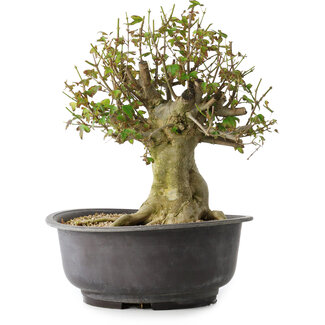 Acer buergerianum, 34 cm, ± 35 años