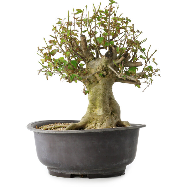 Acer buergerianum, 34 cm, ± 35 años, con un nebari de 19 cm