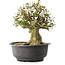 Acer buergerianum, 34 cm, ± 35 años, con un nebari de 19 cm