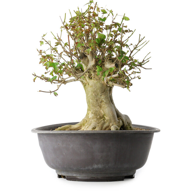 Acer buergerianum, 34 cm, ± 35 Jahre alt, mit einem Nebari von 19 cm