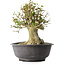 Acer buergerianum, 34 cm, ± 35 años, con un nebari de 19 cm