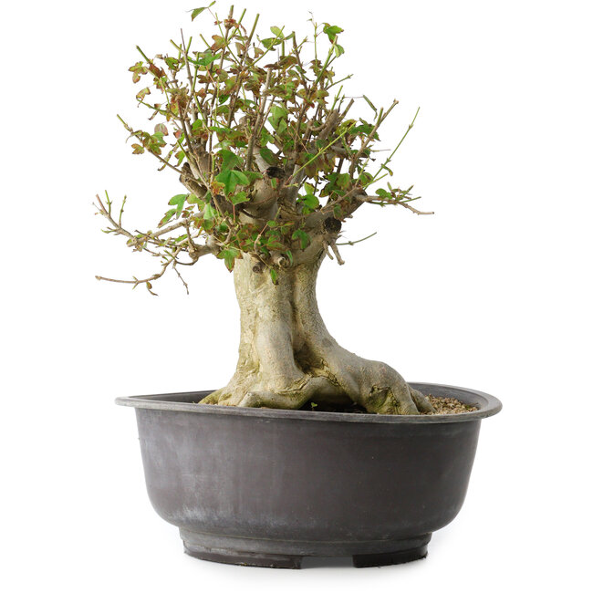 Acer buergerianum, 34 cm, ± 35 Jahre alt, mit einem Nebari von 19 cm