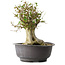 Acer buergerianum, 34 cm, ± 35 años, con un nebari de 19 cm
