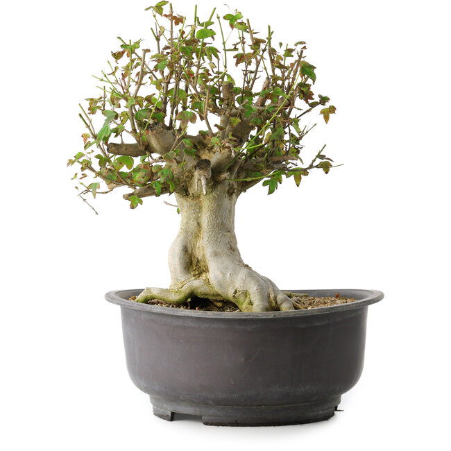 Acer buergerianum, 34 cm, ± 35 jaar oud, met een nebari van 19 cm