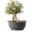 Acer buergerianum, 34 cm, ± 35 años, con un nebari de 19 cm