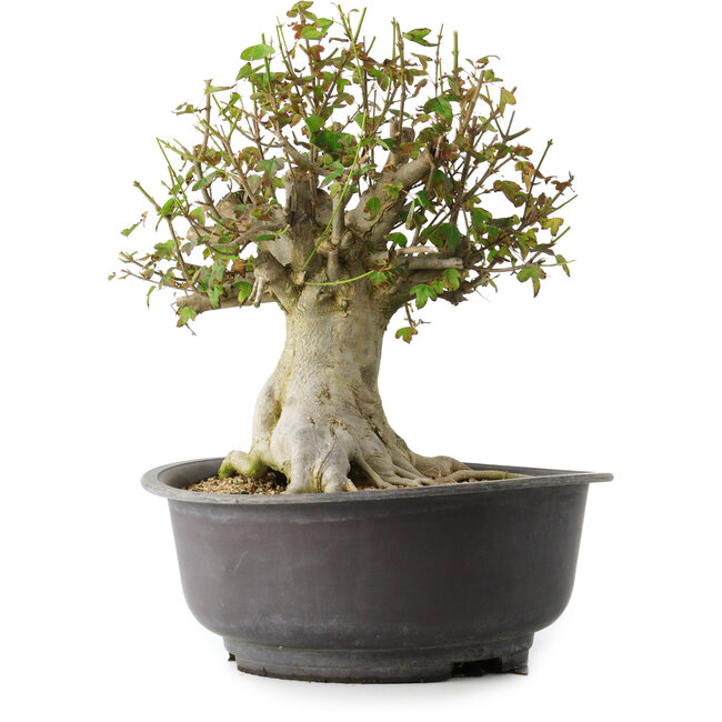 Acer buergerianum, 34 cm, ± 35 anni, con un nebari di 19 cm