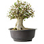 Acer buergerianum, 34 cm, ± 35 años, con un nebari de 19 cm